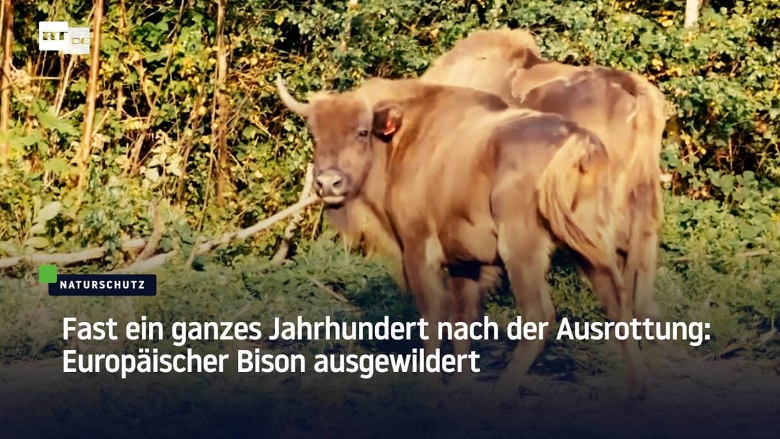 Fast ein ganzes Jahrhundert nach der Ausrottung: Erster europäischer Bison ausgewildert