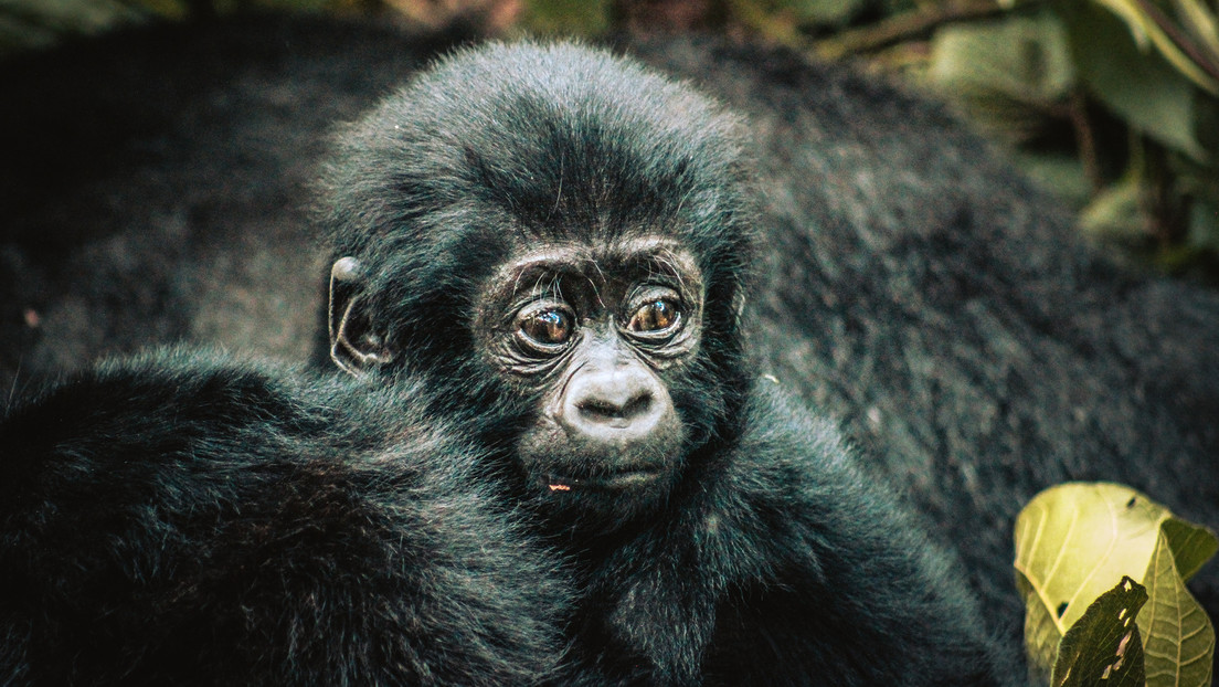 Bedrohung für letzte Berggorillas: DR Kongo versteigert Lizenzen zur Förderung von Öl und Gas