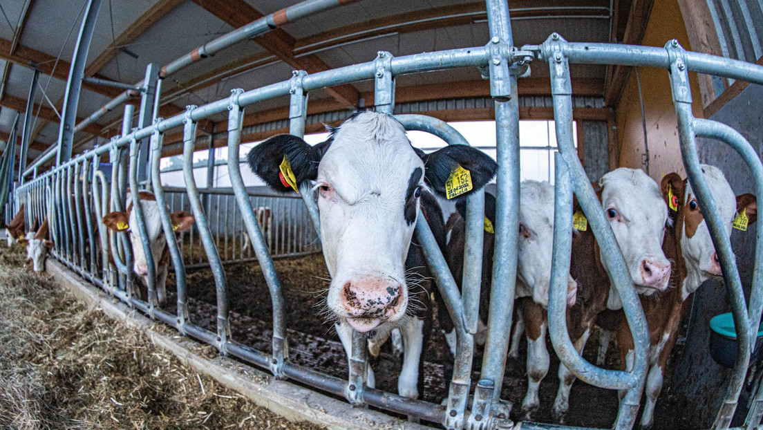 Milchpreise noch mal um 35 Prozent gestiegen – Bei den Bauern kommt wenig davon an