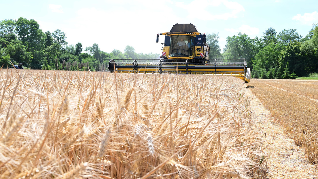 Getreidekrise: Özdemir will Landwirten nun doch mehr Weizenanbau ermöglichen