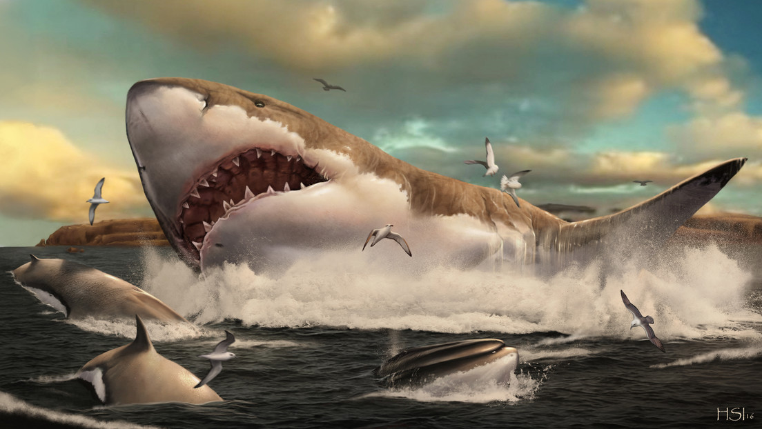 Forscher: Prähistorischer Megalodon-Hai konnte einen Wal mit ein paar Bissen verschlingen