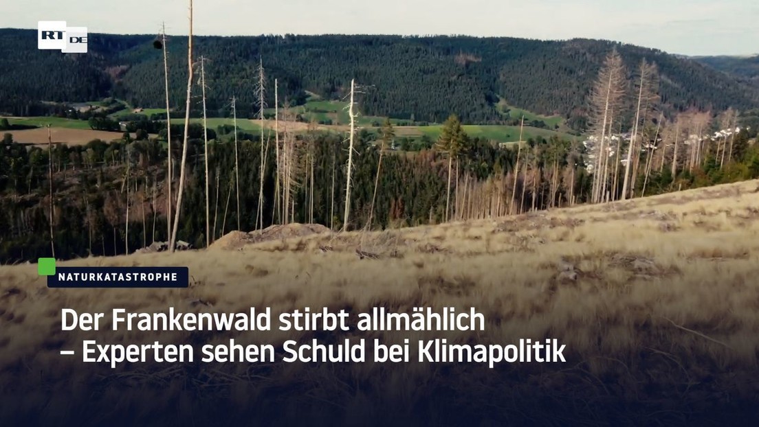 Der Frankenwald stirbt allmählich – Experten sehen Schuld bei Klimapolitik