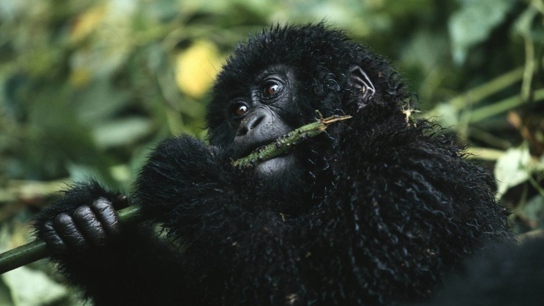 "Verlieren sehenden Auges unsere Lebensgrundlagen" – Wildtierbestand laut WWF massiv geschrumpft
