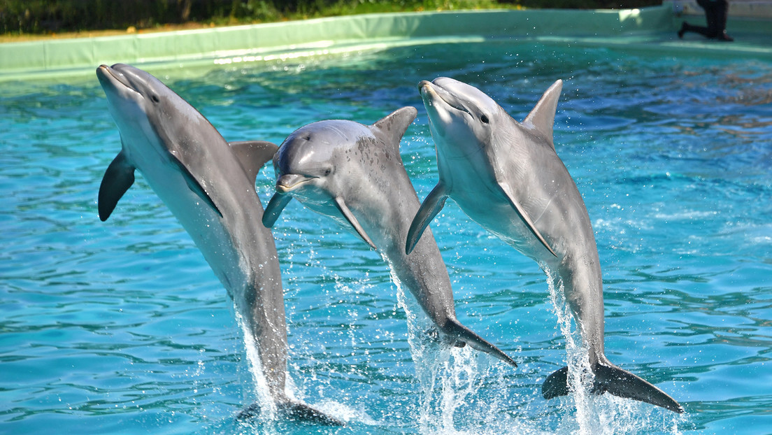 Krim: Delfinarium lässt vier Delfine ins offene Meer – groß angelegte Suche gestartet