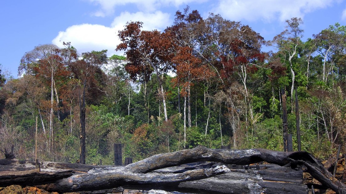 Klimagipfel in Ägypten: Kolumbien, Venezuela, Suriname und Brasilien wollen den Amazonas retten