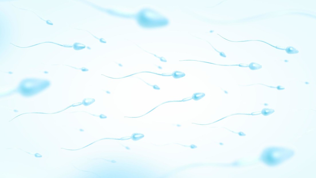 Studie: Spermienkonzentration hat sich zwischen 1973 und 2018 halbiert