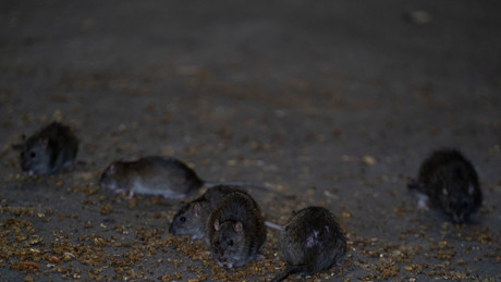 "Verschwörerische Ratten": Tagesschau entschuldigt sich, nicht jeder glaubt's