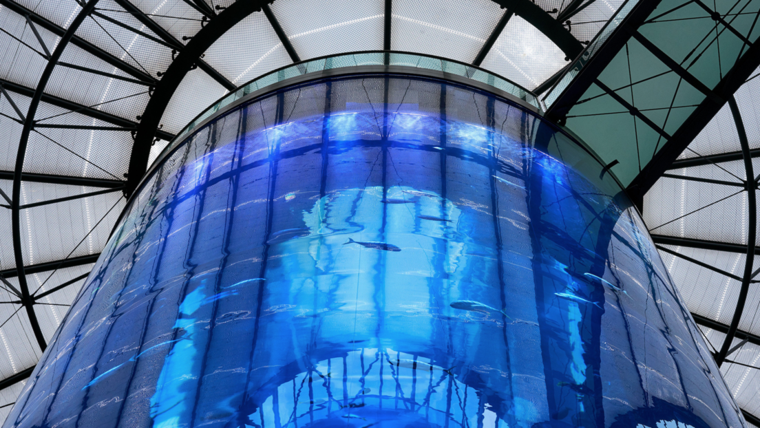 Aquarium am Berliner Dom geplatzt: Hunderte tropische Fische sterben, zwei Personen verletzt
