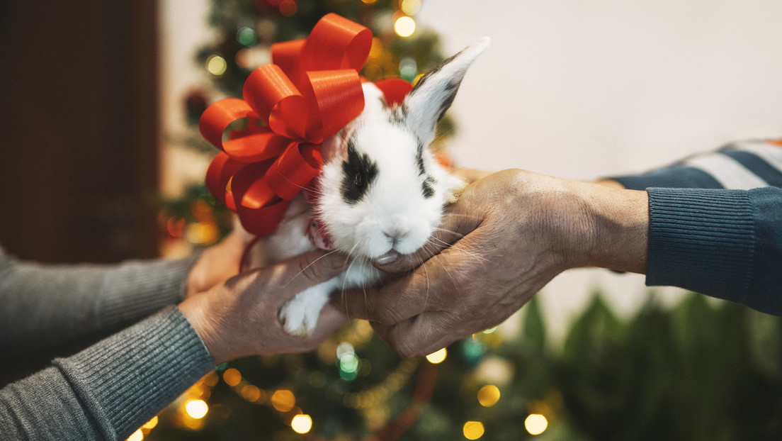 "Kein Spielzeug": Russlands Umweltministerium mahnt, keine Kaninchen zu Silvester zu verschenken