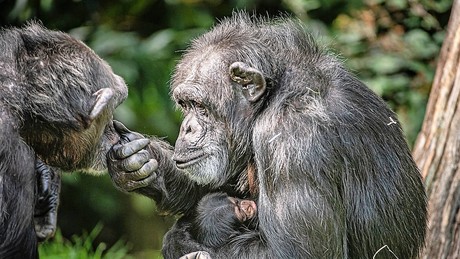 Schwedischer Tierpark lässt entlaufene Schimpansen erschießen
