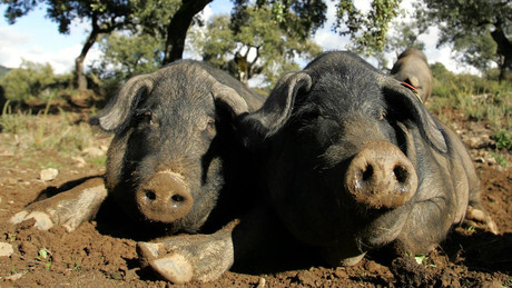 Kinder in Afrika oder Schweine in Spanien: Wohin ging das ukrainische Getreide?