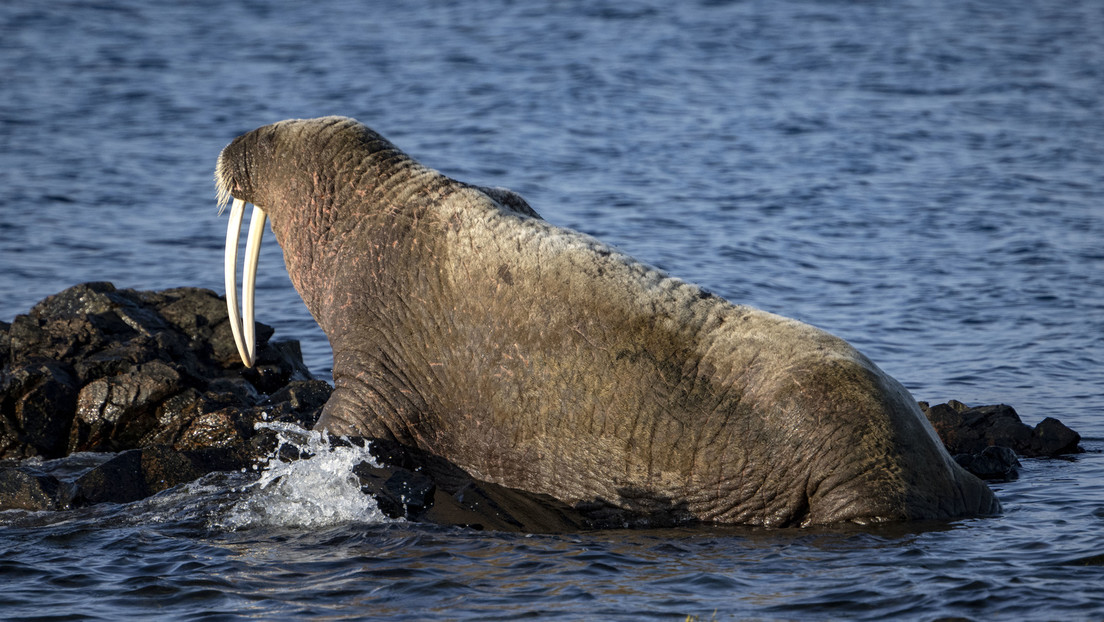 Ein Walross durchkreuzt die Neujahrsfeier im britischen Scarborough