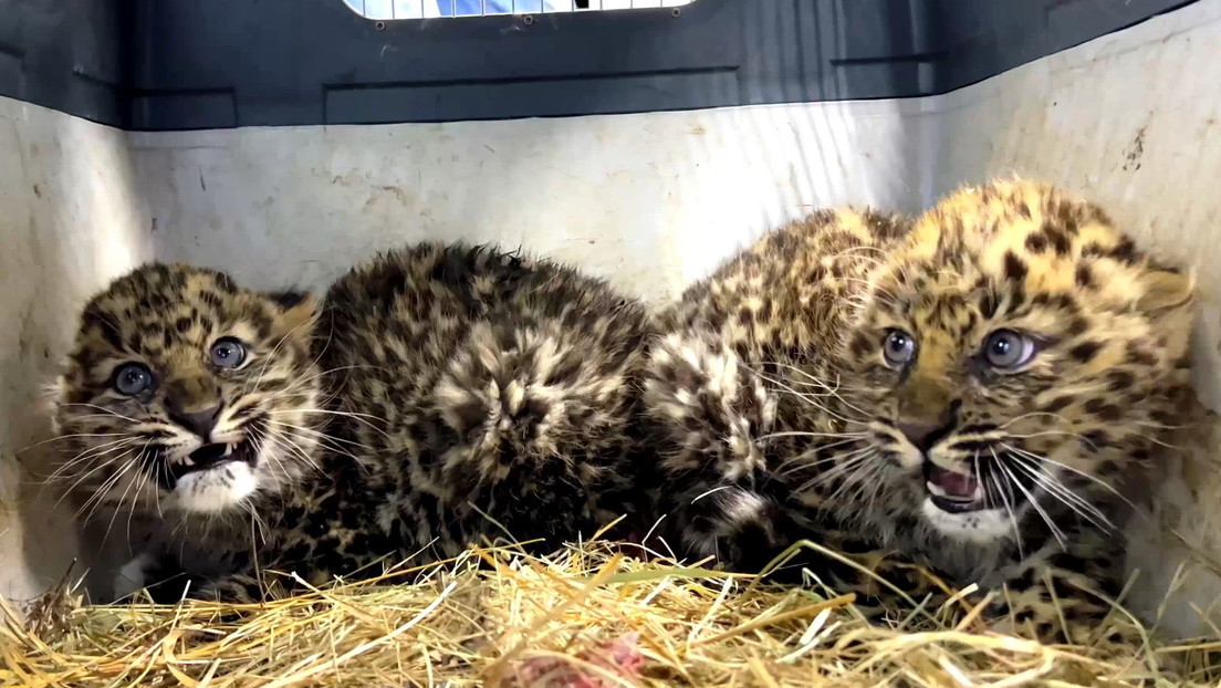 Russland: Eineinhalb Monate alte Amurleopardenbabys gerettet