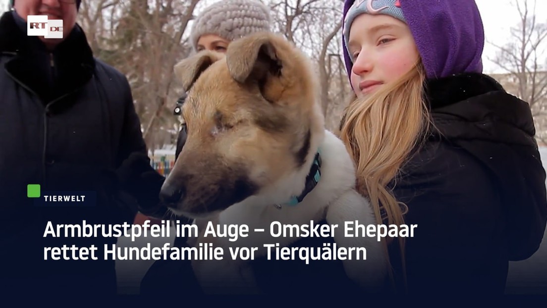 Armbrustpfeil im Auge – Omsker Ehepaar rettet Hundefamilie vor Tierquälern