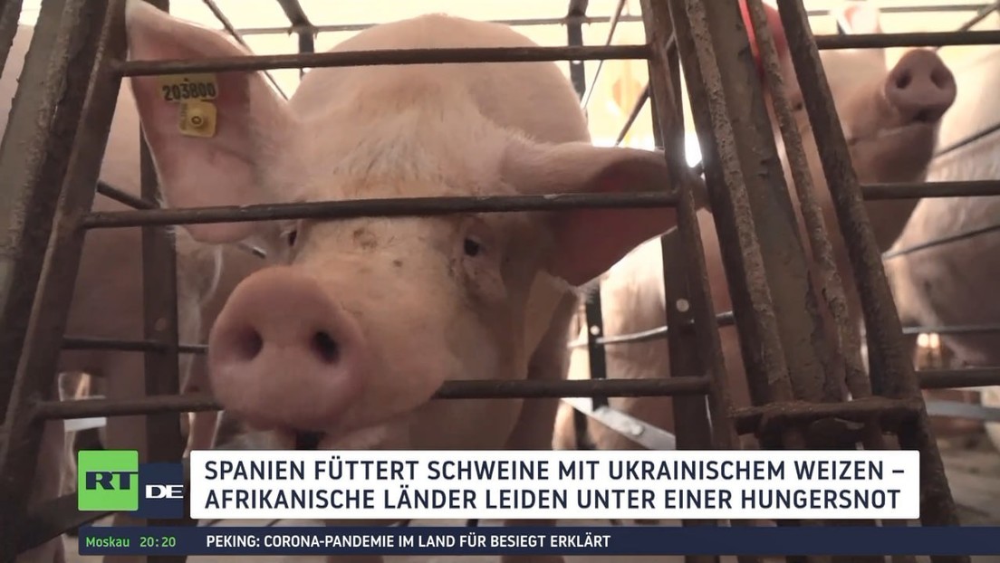 Trotz Hungersnot und Getreideabkommen: Ukrainischer Weizen teils an Schweine in Spanien verfüttert