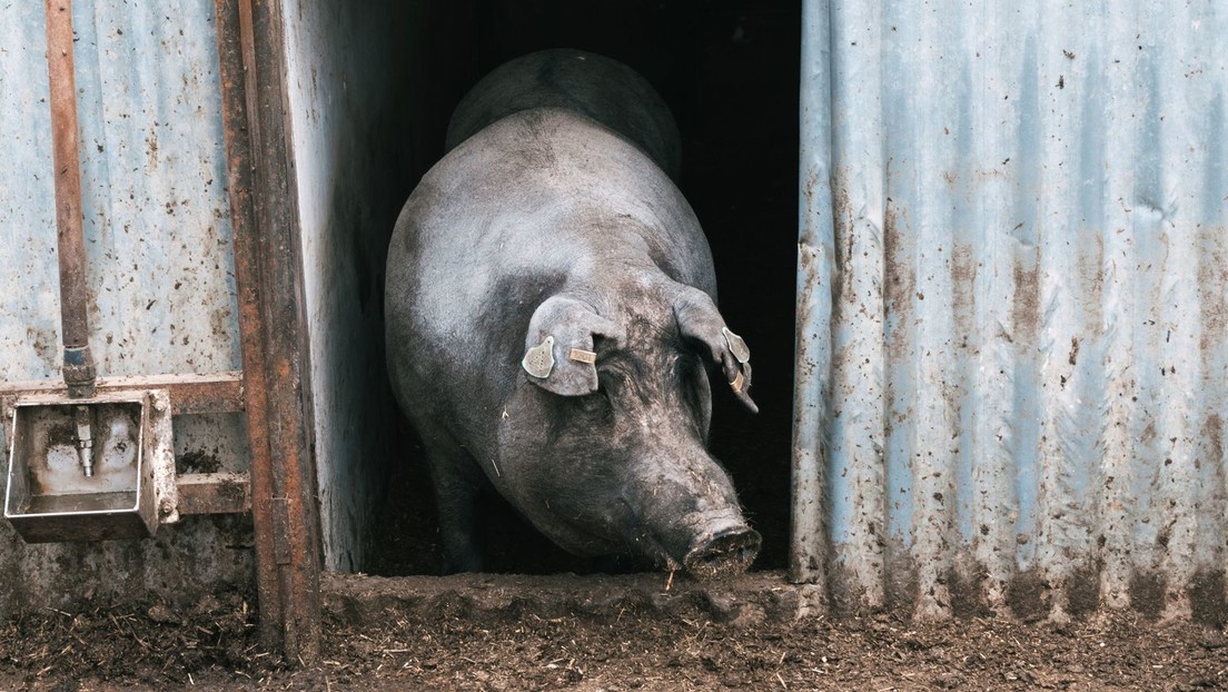 Leider wahr: Ukrainisches Getreide für spanische Edelschweine – Insekten für EU-Bürger