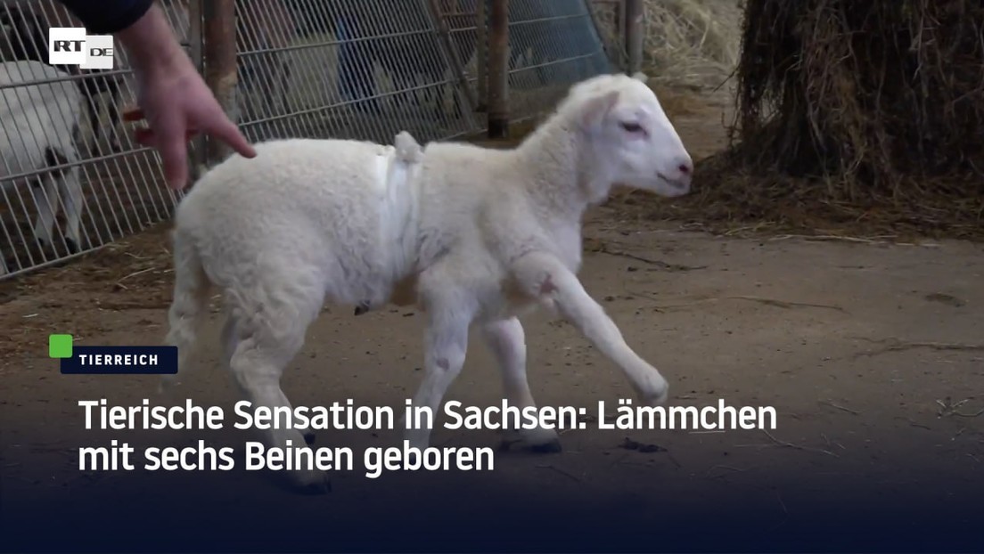Tierische Sensation in Sachsen: Lämmchen mit sechs Beinen geboren