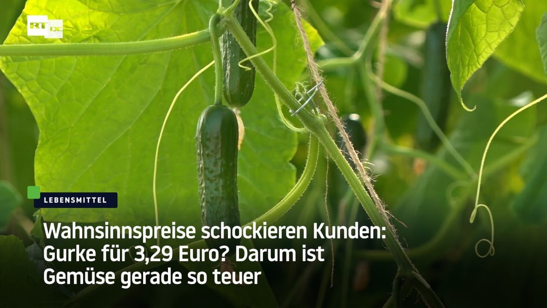 Wahnsinnspreise schockieren Kunden: Gurke für 3,29 Euro? Darum ist Gemüse gerade so teuer