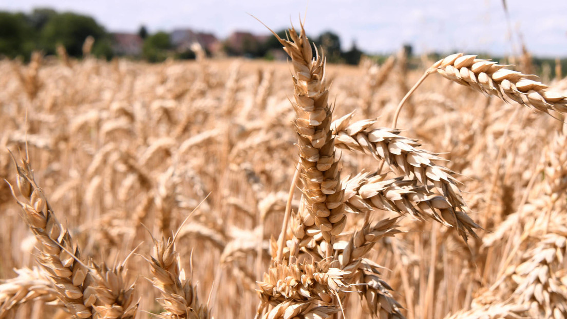 Despite health concerns: Brazil allows the cultivation and sale of genetically modified wheat