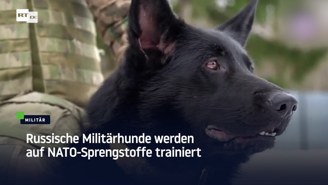 Russische Militärhunde werden auf NATO-Sprengstoffe trainiert