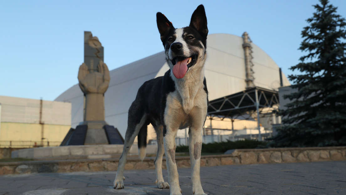 Studie: Hunde aus Tschernobyl könnten sich genetisch an die Strahlung angepasst haben