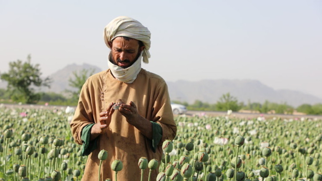 Drogenhandel: Taliban verbieten Mohn-Anbau und lösen im Westen statt Erleichterung Panik aus
