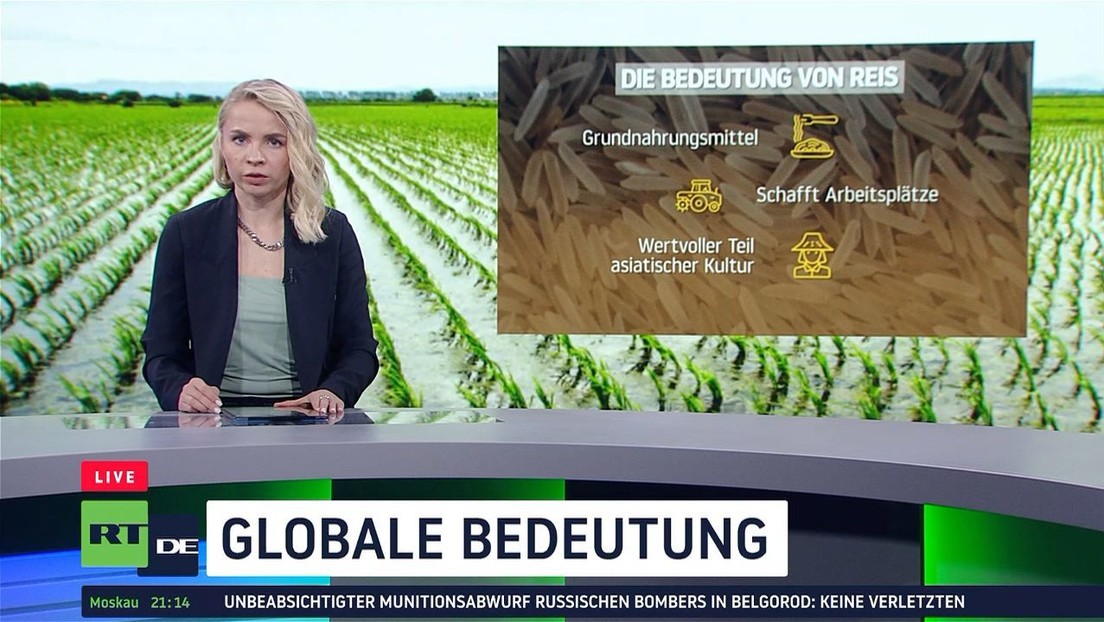 Die Globale Bedeutung Von Reis – Oder Doch "Klimakiller"? — RT DE