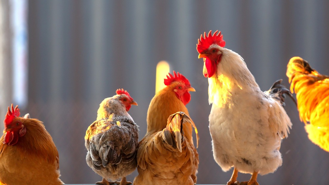 Politische Verunsicherung: Deutsche Bauern investieren ein Drittel weniger in Tierhaltung
