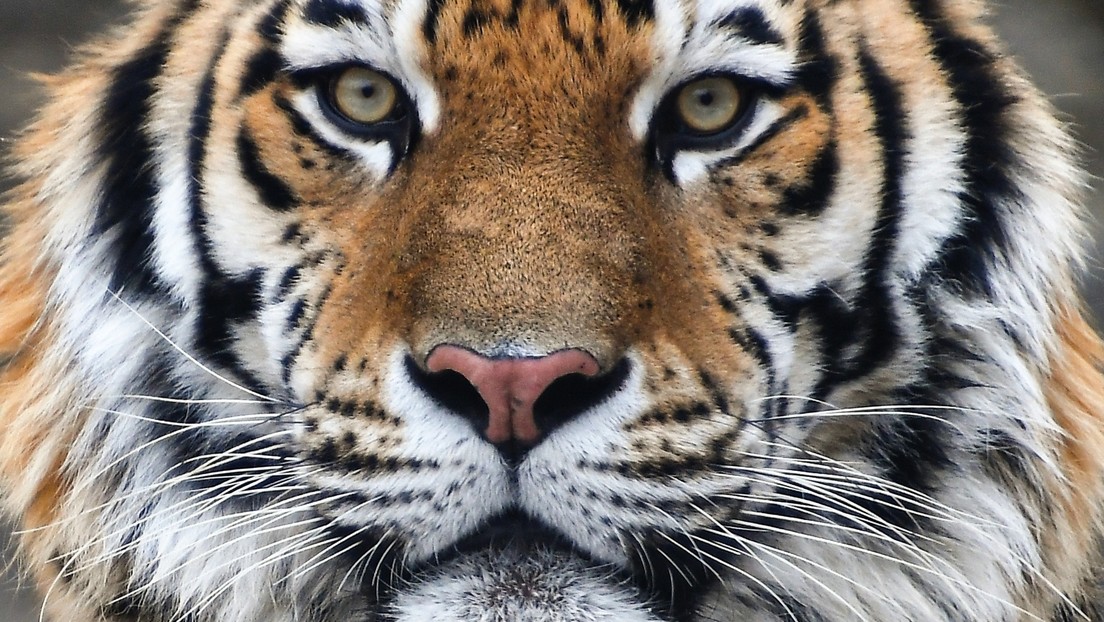 Von Tigern und Wölfen – Wildtiere als Politikum