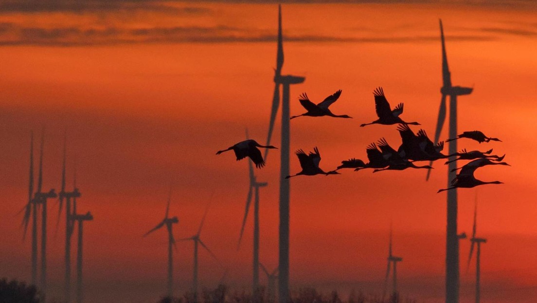 Zugvögel und niederländische Windkrafträder, BUND, Naturschutzbund und natürlich der Graichen-Clan