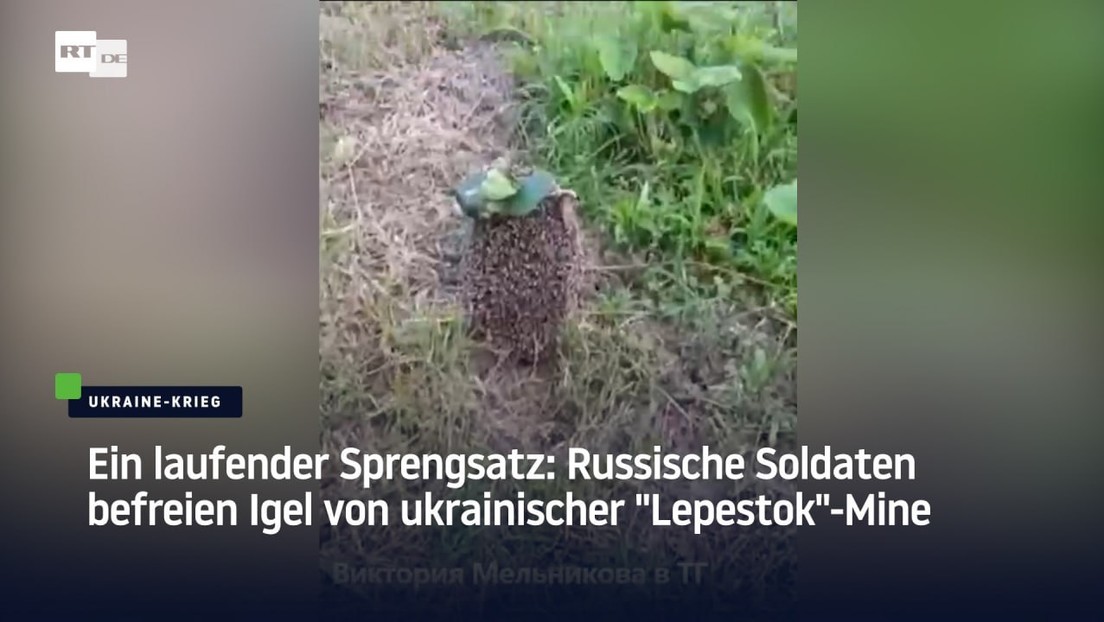 Ein laufender Sprengsatz: Russische Soldaten befreien Igel von ukrainischer "Lepestok"-Mine