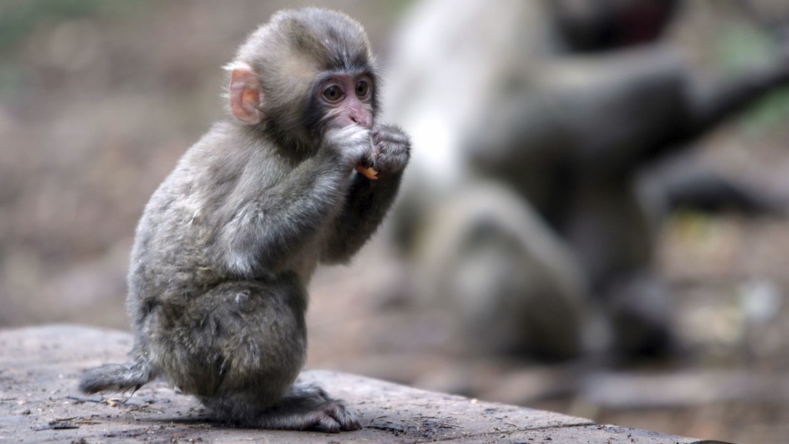 Globales Netzwerk folterte und tötete Baby-Affen für Videos