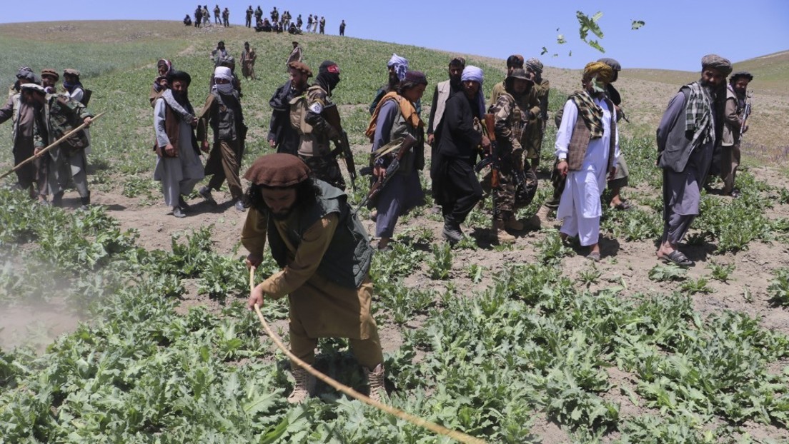 Nach Abzug der USA: Drogenproduktion in Afghanistan geht massiv zurück