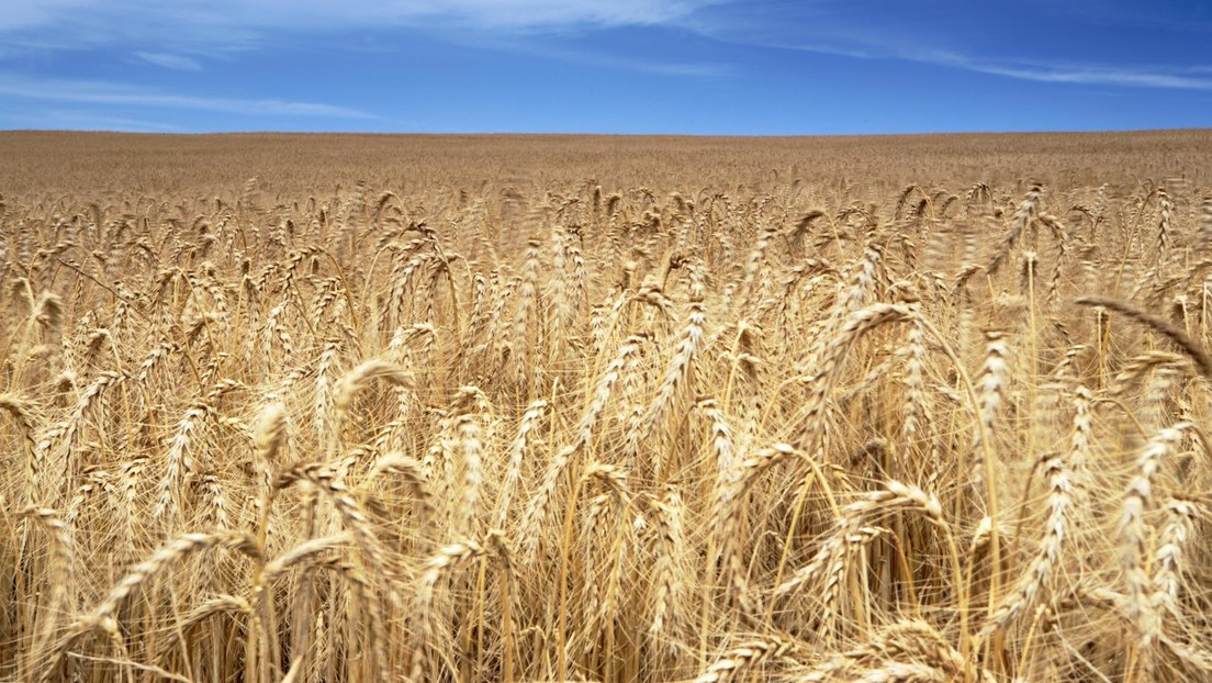 Hunger bekämpfen? Dann Schluss mit den Sanktionen gegen russisches Getreide und Düngemittel