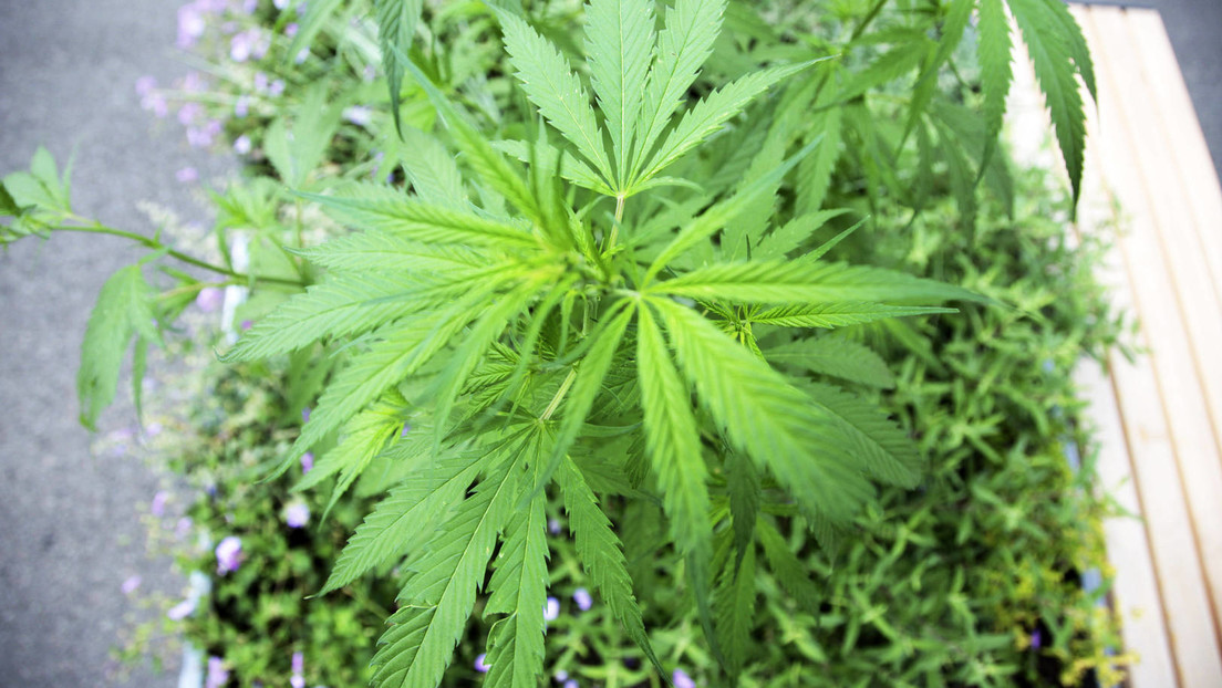 Bundesregierung billigt Legalisierung von Cannabis