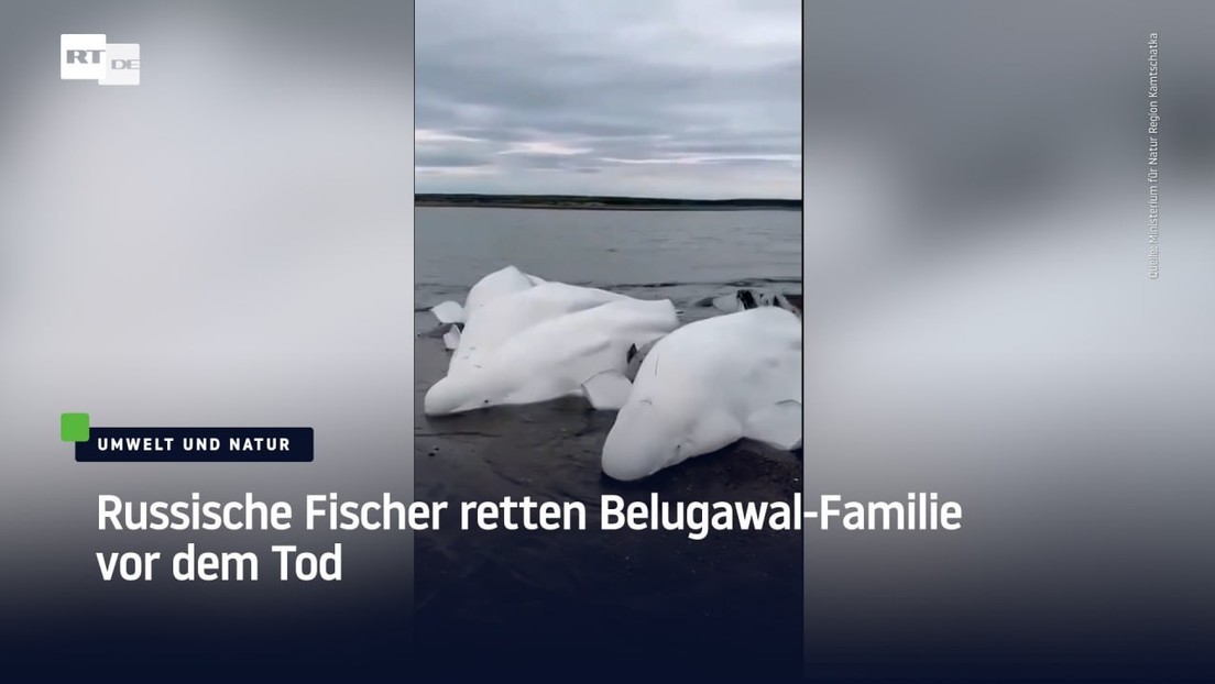 Russische Fischer retten Belugawal-Familie vor dem Tod