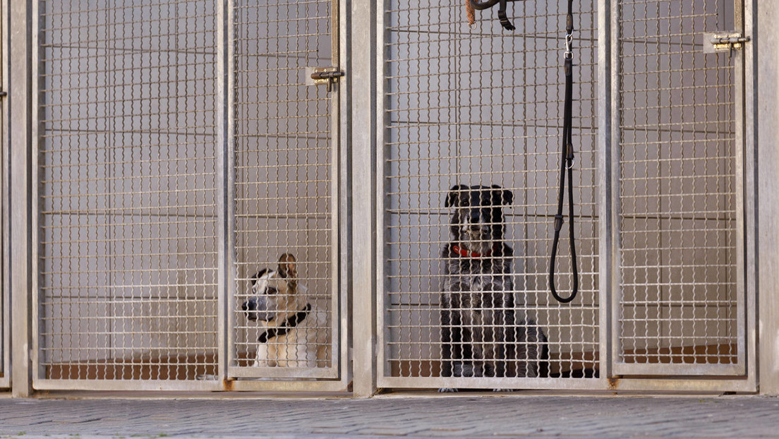 Überfüllte Tierheime: Nach der verordneten Einsamkeit im Lockdown werden Haustiere nun lästig