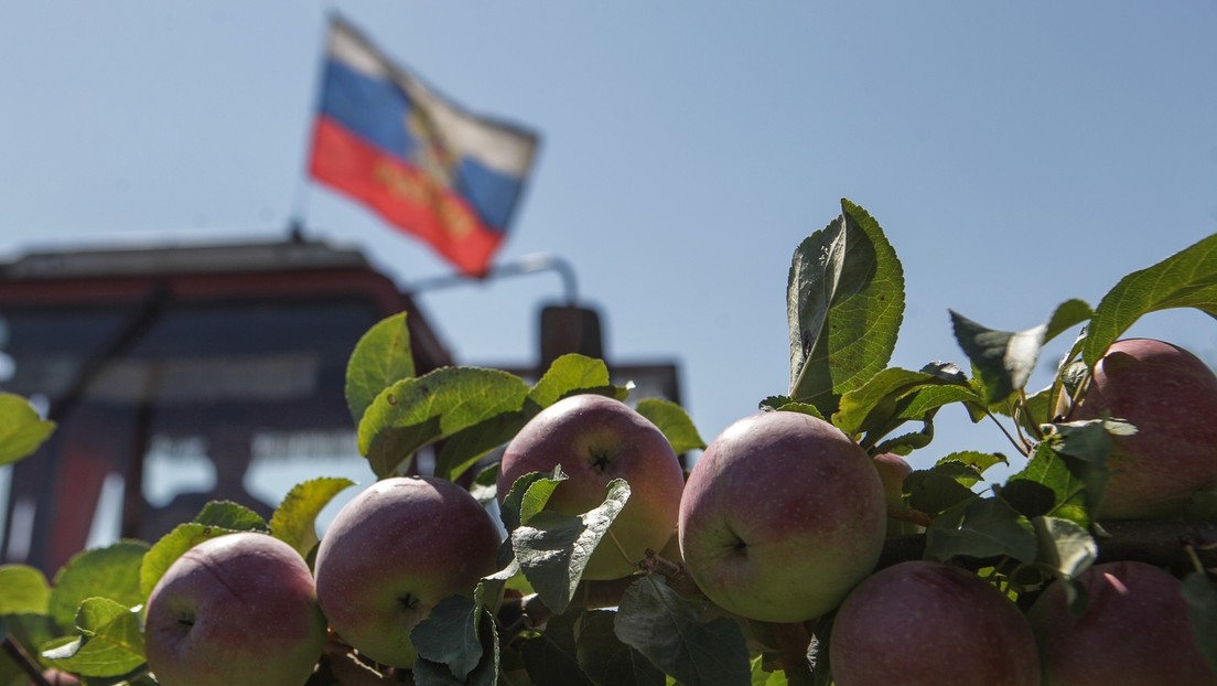 Japanische Zeitung: Russlands Landwirtschaft gedeiht unter den Sanktionen