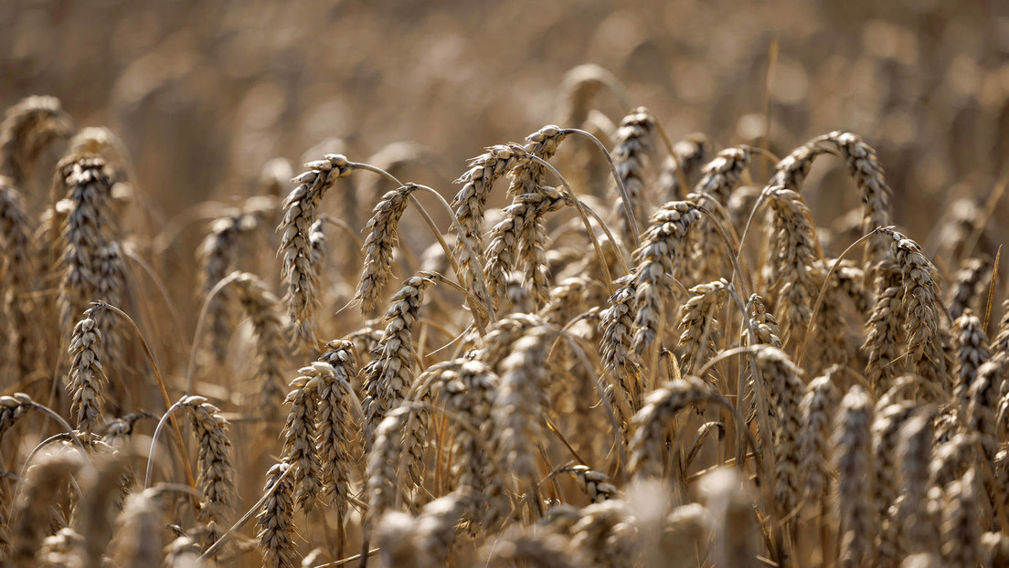 Polen droht mit unbefristetem Einfuhrverbot für ukrainisches Getreide
