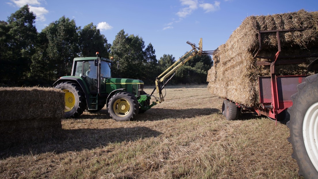 Weizenpreise fallen: Russische Rekordernte verdrängt ukrainische Lieferungen