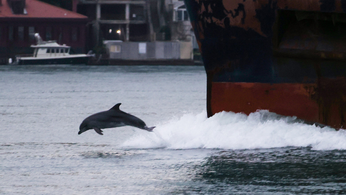 Medien: Russland verlegt Kampfdelfine in Westen der Krim