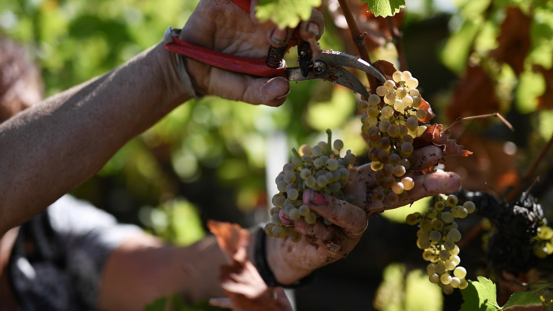 Kleine Weingüter in Russland auf dem Vormarsch: Rekordproduktion von Bauernwein erwartet