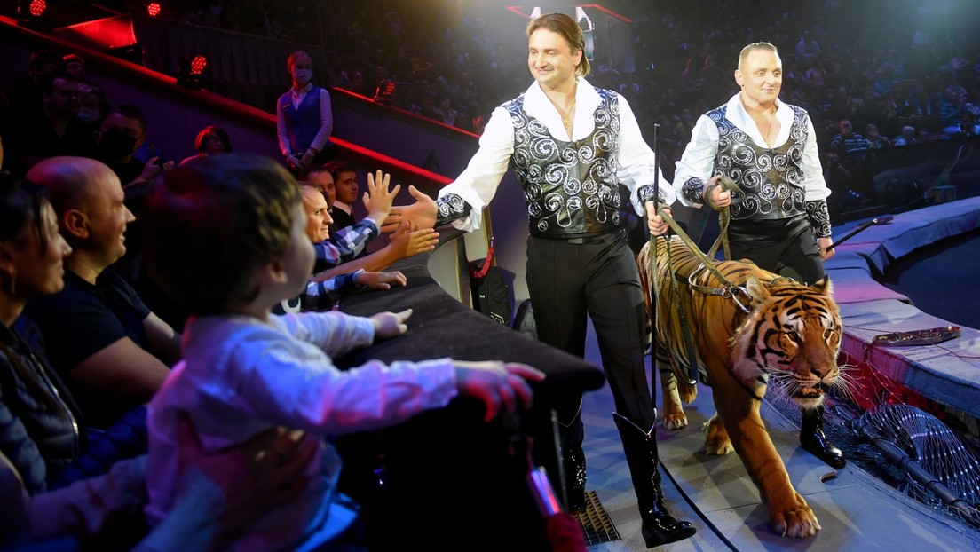 Russland: Staatsduma diskutiert Verbot von Wildtieren im Zirkus