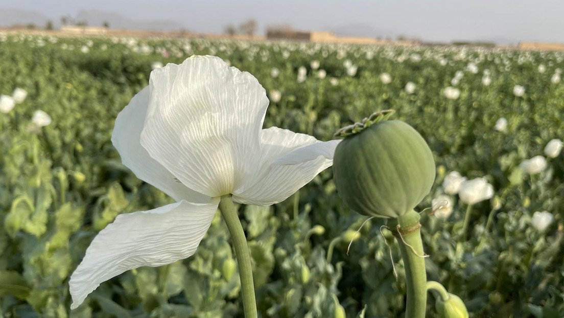 UNO enthüllt größten Opiumproduzenten im Jahr 2023