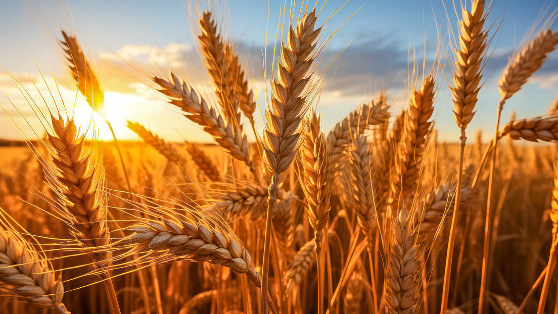 Russland stellt historischen Rekord bei Getreideexporten auf    