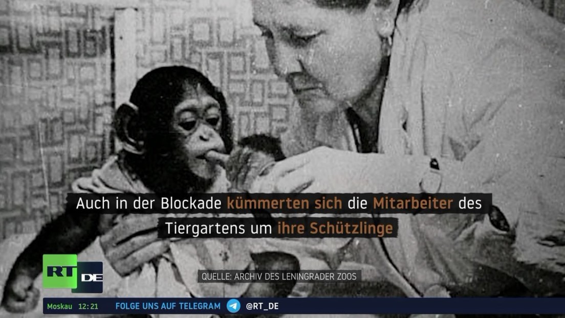 Leningrader Blockade: Trotz Leid kümmerten sich Zoo-Mitarbeiter um ihre Schützlinge