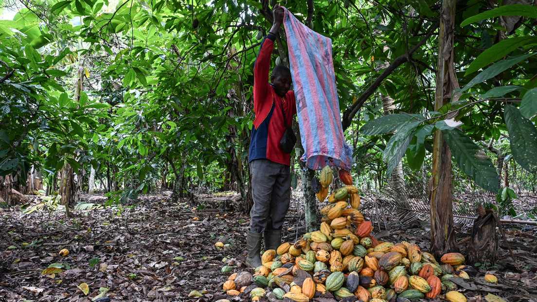 Kakaopreise klettern auf Rekordhoch