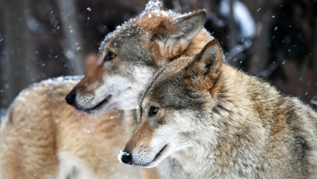 Biologin: Wölfe in Tschernobyl verfügen über ein Gen, das sie vor Krebs schützt