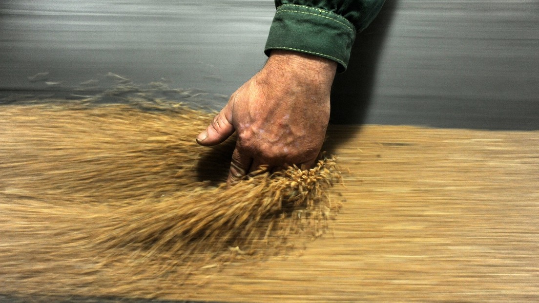 Ägypten lehnt russisches Getreide nach Preisdumping durch die Ukraine und Rumänien ab