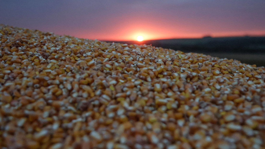 Polnischer Kampf gegen ukrainisches Getreide – 180 Tonnen Mais "entladen"